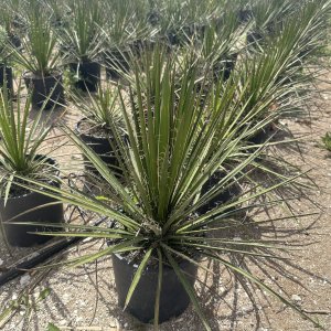 Juka vláknitá (Yucca filifera) - výška 50+ cm, Ø 50 cm, kont. C10L (-15°C)